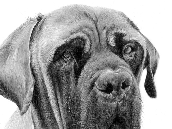 English Mastiff Pencil Drawing